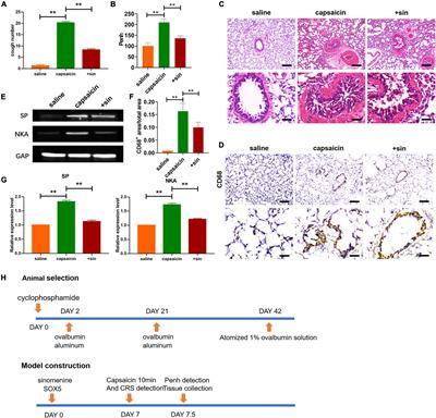 Sinomenine Attenuated Capsaicin-Induced Increase in Cough Sensitivity in Guinea Pigs by Inhibiting SOX5/TRPV1 Axis and Inflammatory Response